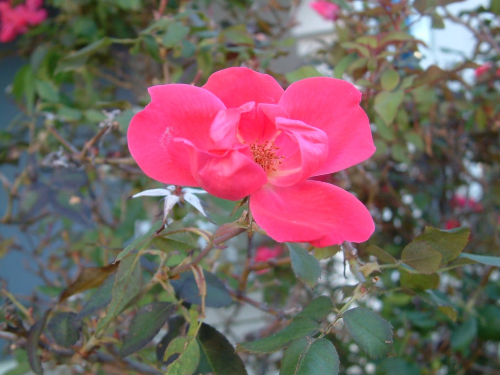 A Visit to the Library – Flowers and&nbsp;Photography